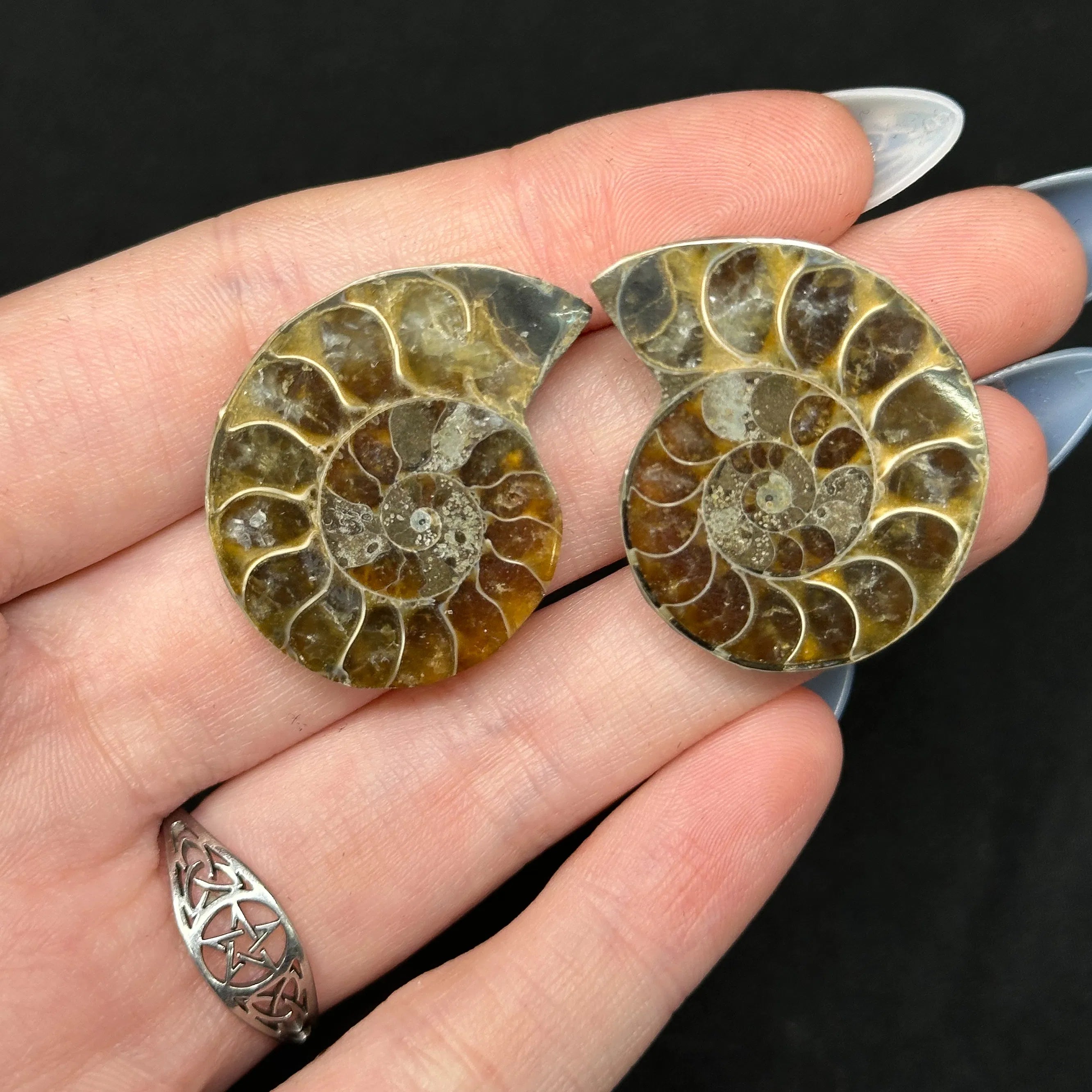 Ammonite Fossils | Meaning, Uses & Ritual Tools