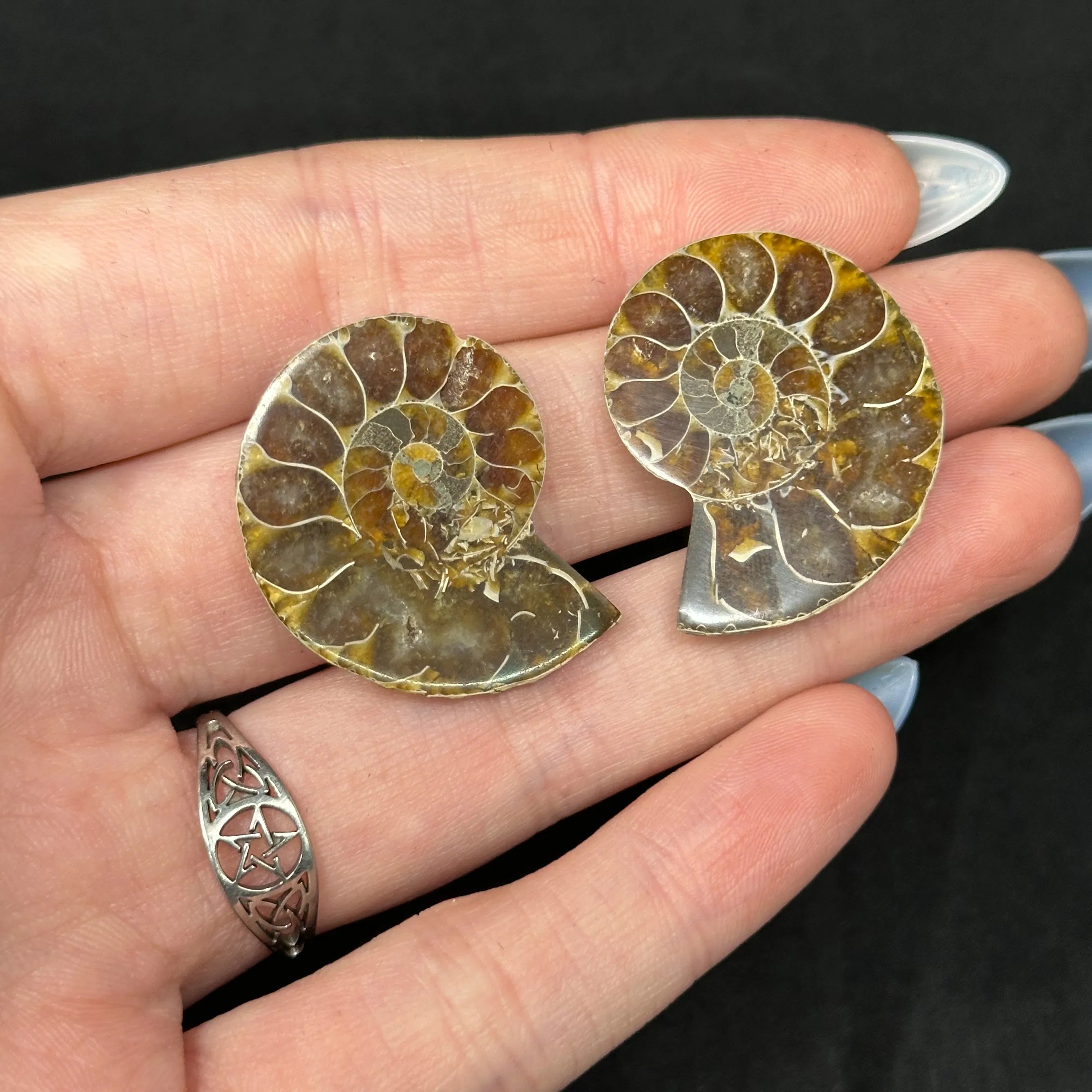 Ammonite Fossils | Meaning, Uses & Ritual Tools