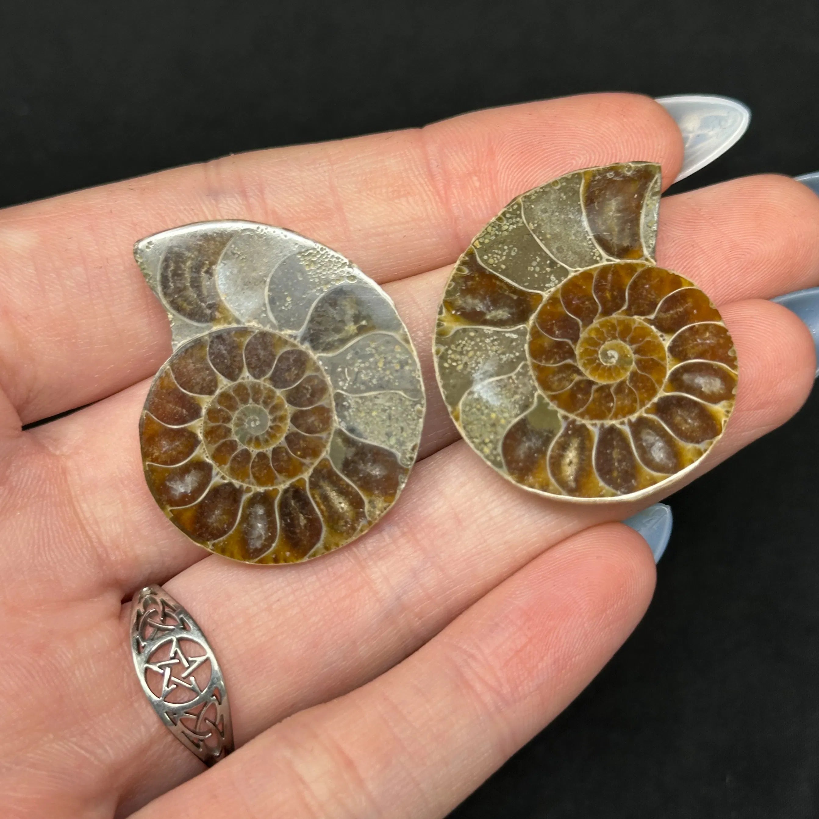 Ammonite Fossils | Meaning, Uses & Ritual Tools