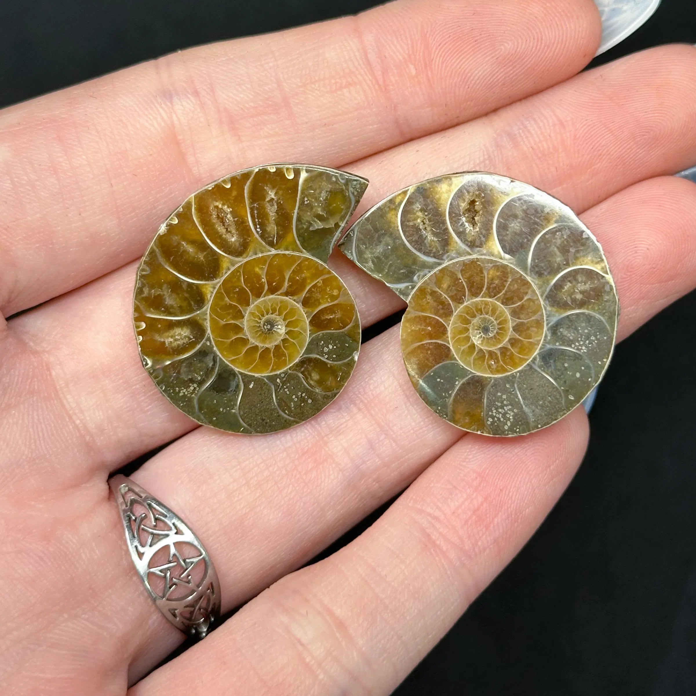 Ammonite Fossils | Meaning, Uses & Ritual Tools